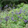 Aconitum napellus