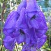 Aconitum napellus