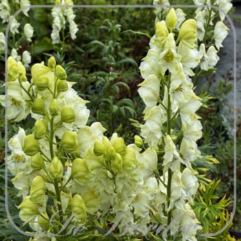 Aconitum napellus 'Album'