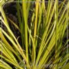 Acorus gramineus 'Oborozuki'