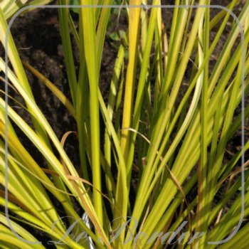 Acorus gramineus 'Oborozuki'