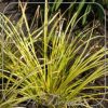 Acorus gramineus 'Oborozuki'