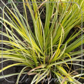 Acorus gramineus 'Oborozuki'