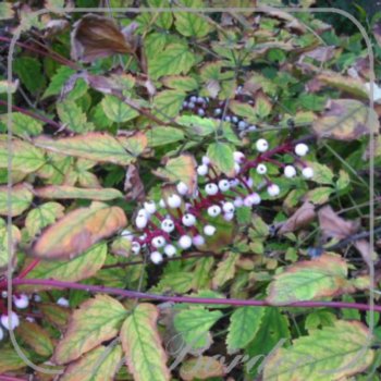 Actaea pachypoda
