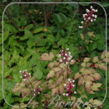 Actaea pachypoda