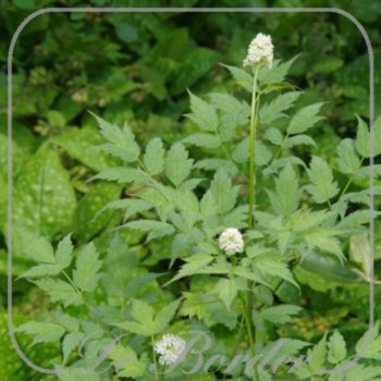 Actaea pachypoda