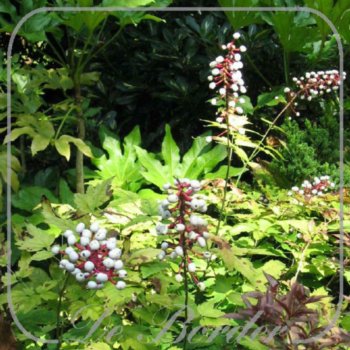 Actaea pachypoda