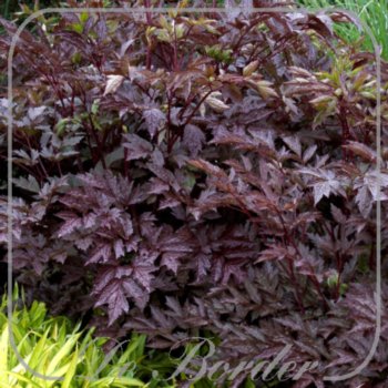 Actaea simplex 'Black Negligee'