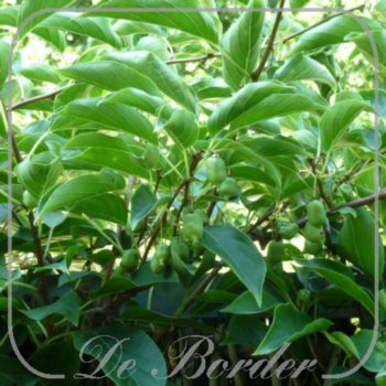 Actinidia arguta 'Issai'