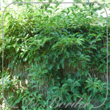 Actinidia arguta 'Issai'