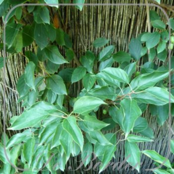 Actinidia arguta 'Issai'