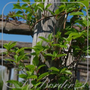 Actinidia arguta 'Issai'