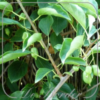 Actinidia arguta 'Issai'