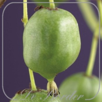 Actinidia arguta 'Issai'