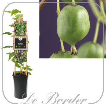 Actinidia arguta 'Issai'