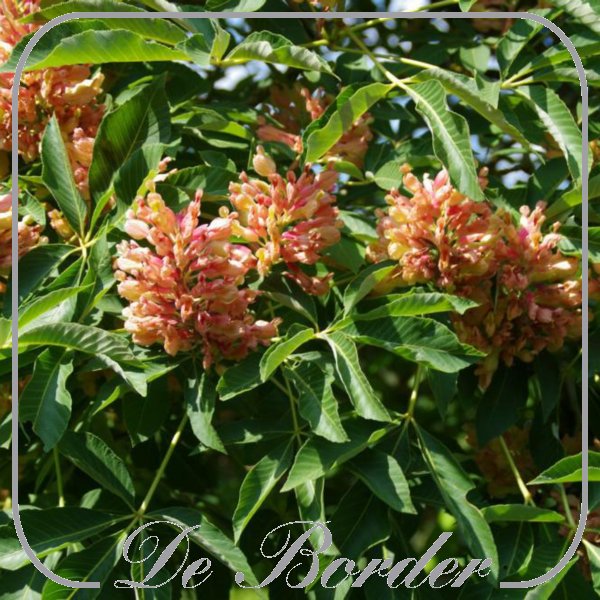 Aesculus pavia 'Rosea Nana'