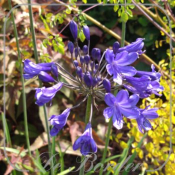 Agapanthus 'Blitz Prestige'