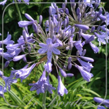 Agapanthus 'Blue Giant'