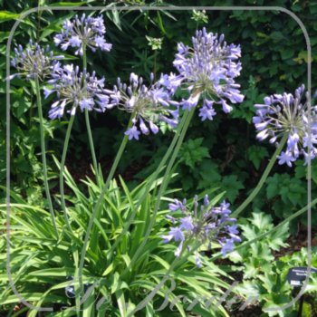 Agapanthus 'Blue Giant'