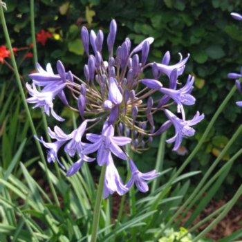 Agapanthus 'Blue Hybrid'