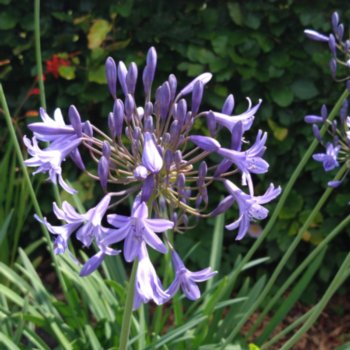 Agapanthus 'Blue Hybrid'