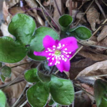 Agapanthus 'Blue Hybrid'