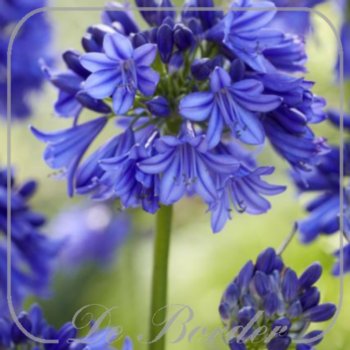 agapanthus-blue-thunder-489.jpg Agapanthus 'Blue Thunder'