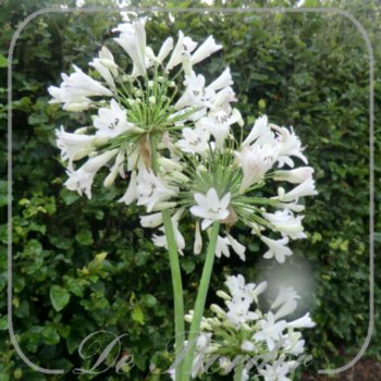 Agapanthus 'Bressingham White'