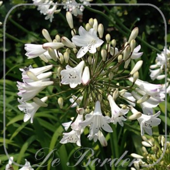 Agapanthus 'Bressingham White'
