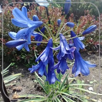 Agapanthus 'Flower of Love'