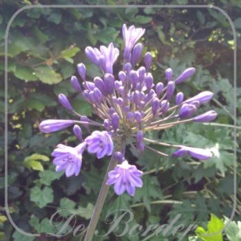 Agapanthus 'Intermedius'