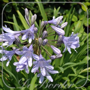 Agapanthus 'Isis'