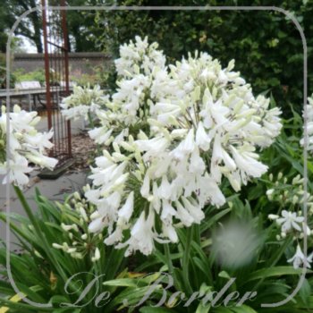 Agapanthus 'Polar Ice'