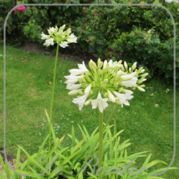 Agapanthus 'Polar Ice'