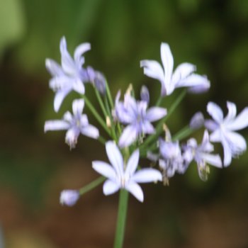 Agapanthus 'Pretty Sandy'