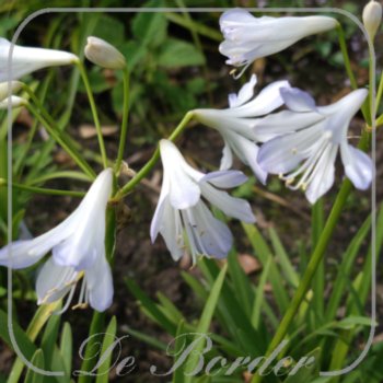 Agapanthus 'Silver Baby'