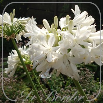 Agapanthus 'Volendam'