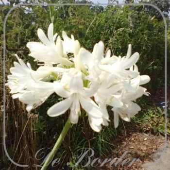 Agapanthus 'Volendam'