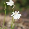 Agapanthus 'White Baby'