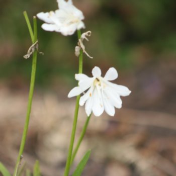 agapanthus-white-baby-235 Agapanthus 'White Baby'