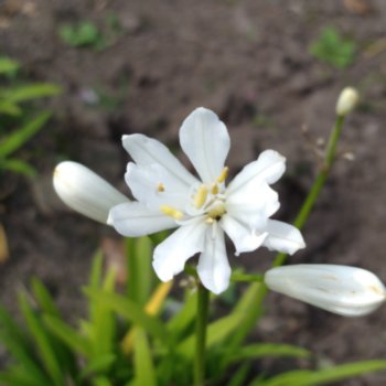 Agapanthus 'White Baby'