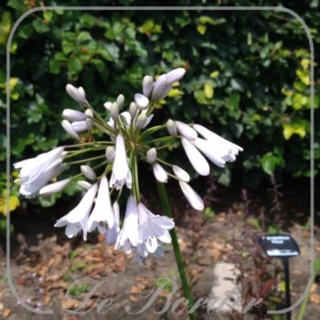 Agapanthus 'Windsor Grey'