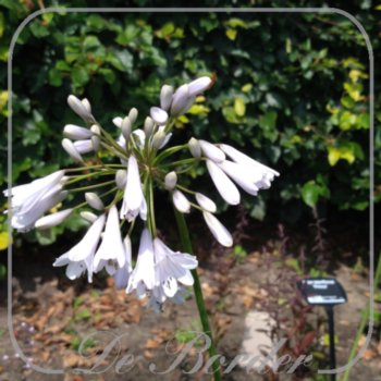 Agapanthus 'Windsor Grey'