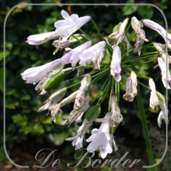 Agapanthus 'Windsor Grey'