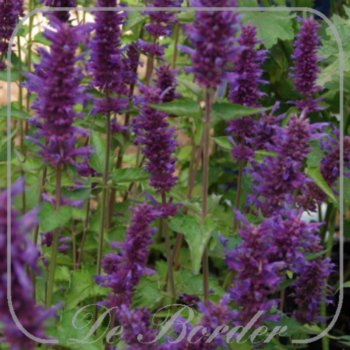 agastache-blue-boa-maat-xl-(pot-1l)-580 Agastache 'Blue Boa'