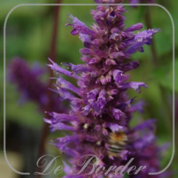 agastache-blue-boa-maat-xl-(pot-1l)-728 Agastache 'Blue Boa'