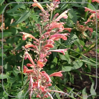 agastache-fleur-988 Agastache 'Fleur'
