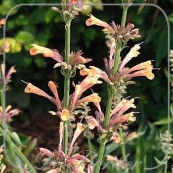 Agastache 'Kolibri'