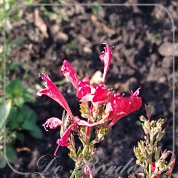 agastache-kudos-red-356 Agastache 'Kudos Red'
