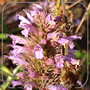 Agastache 'Kudos Siver Blue'